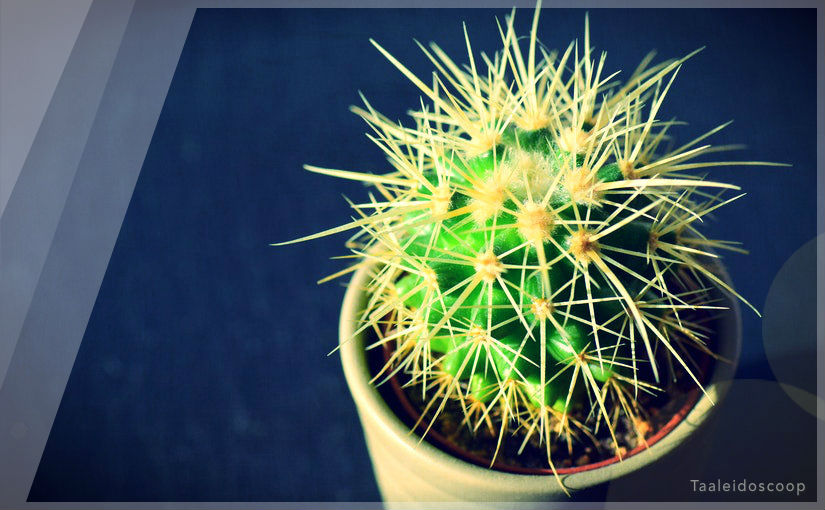 Scherp gezien van die&nbsp;dwaas!