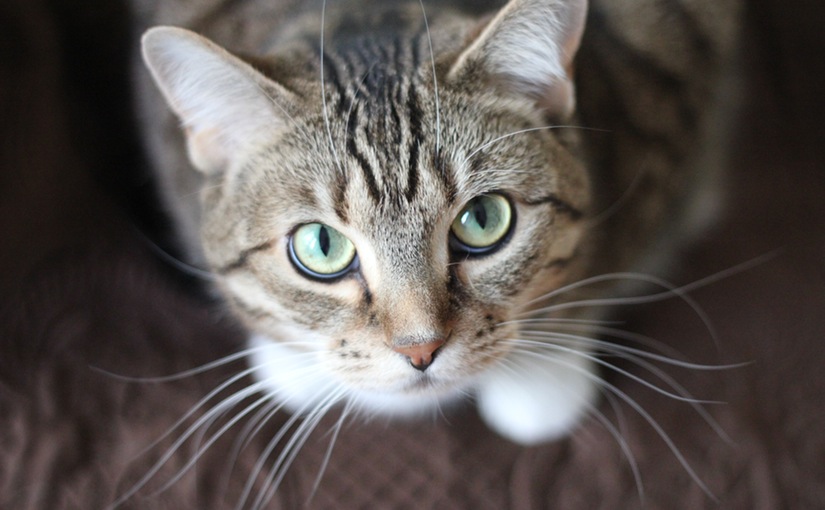 Miauw