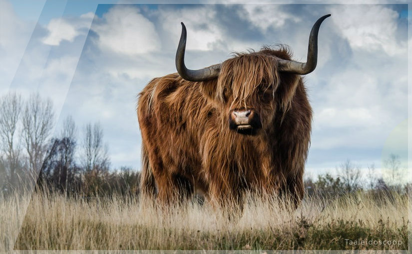 Een lading van&nbsp;stier