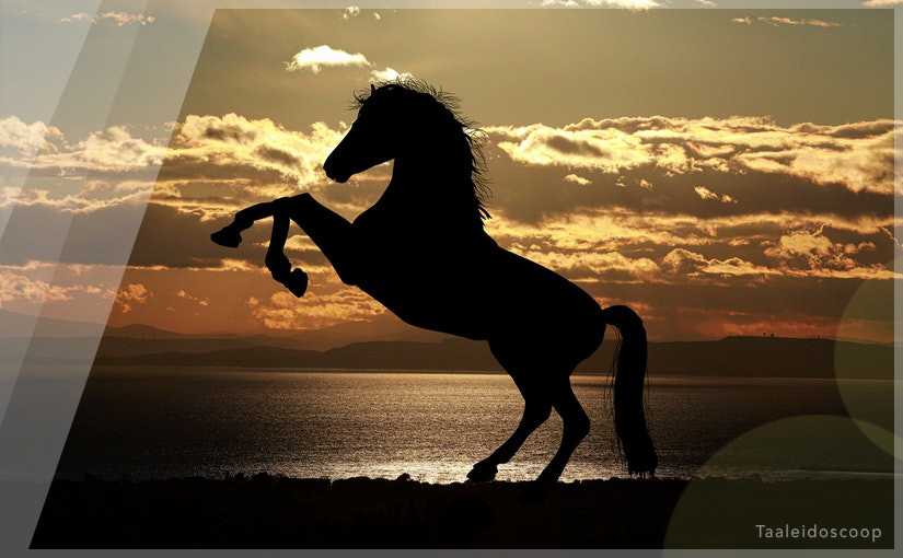 Snorharen, knuffeltjes en een&nbsp;paard