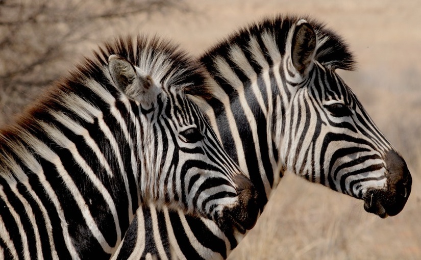 Zebra
